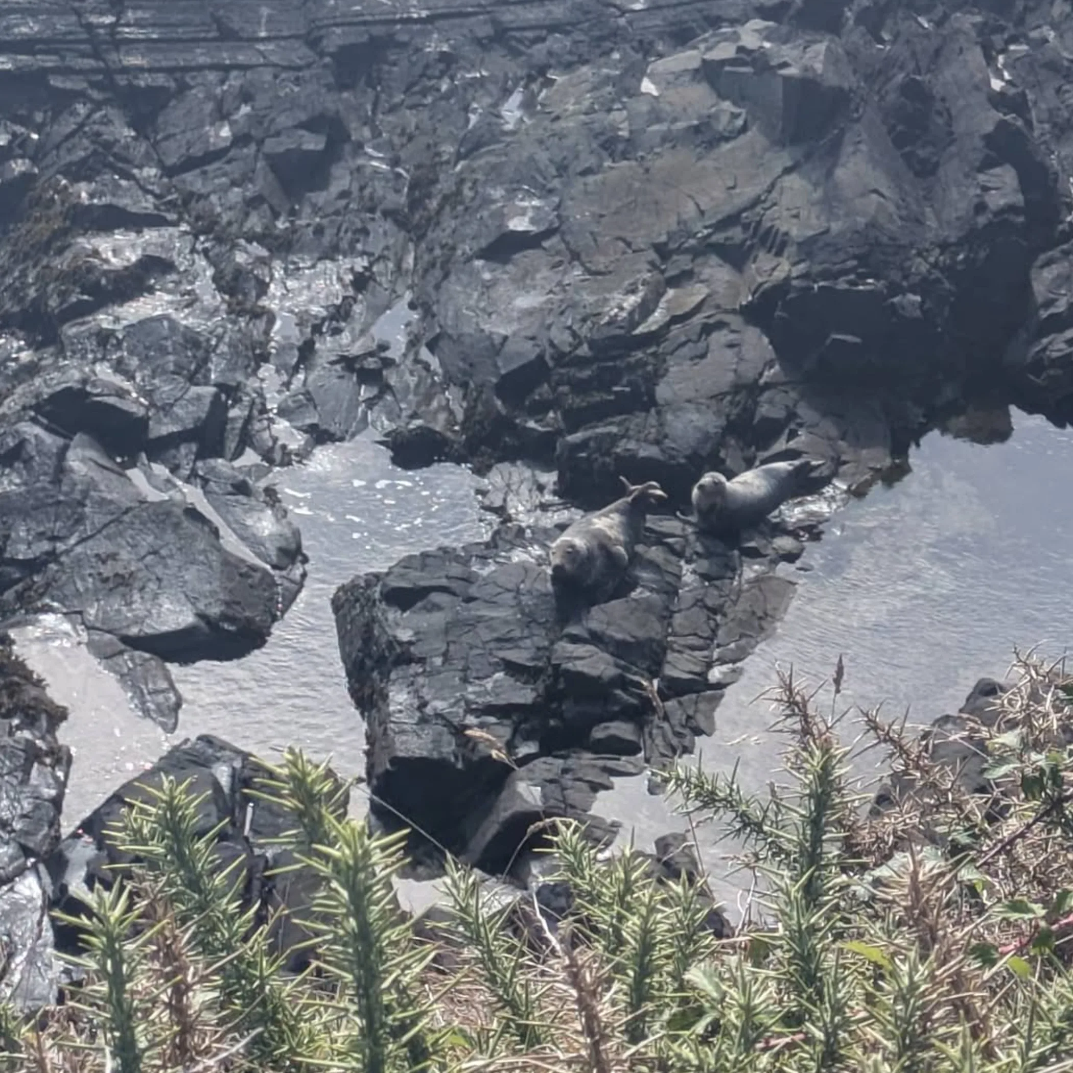 atlantic grey seals on cliffside