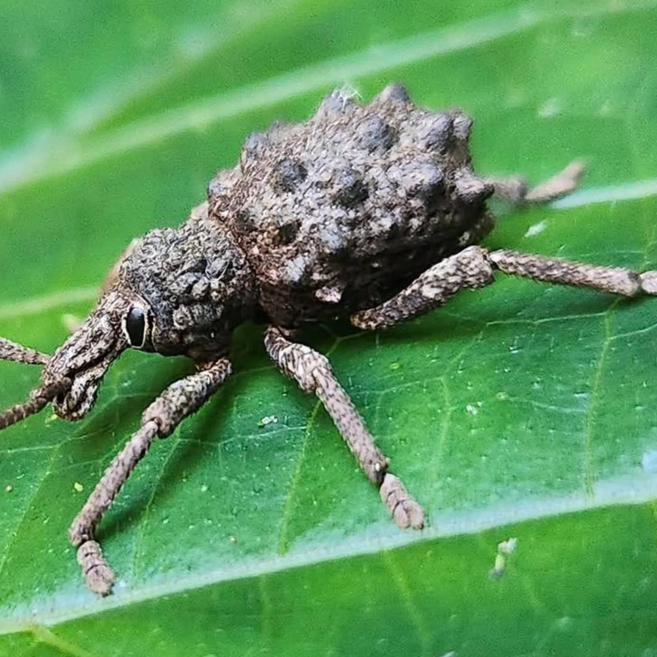 wildlife in daintree rainforest