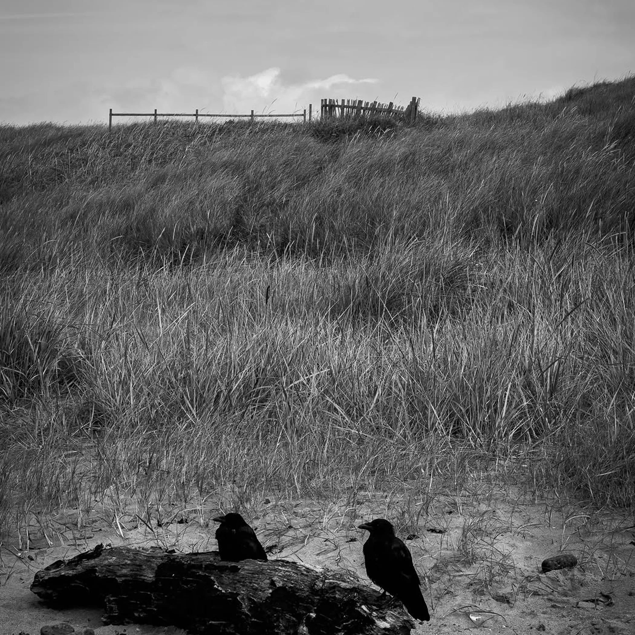 ravens on coastal path landscape