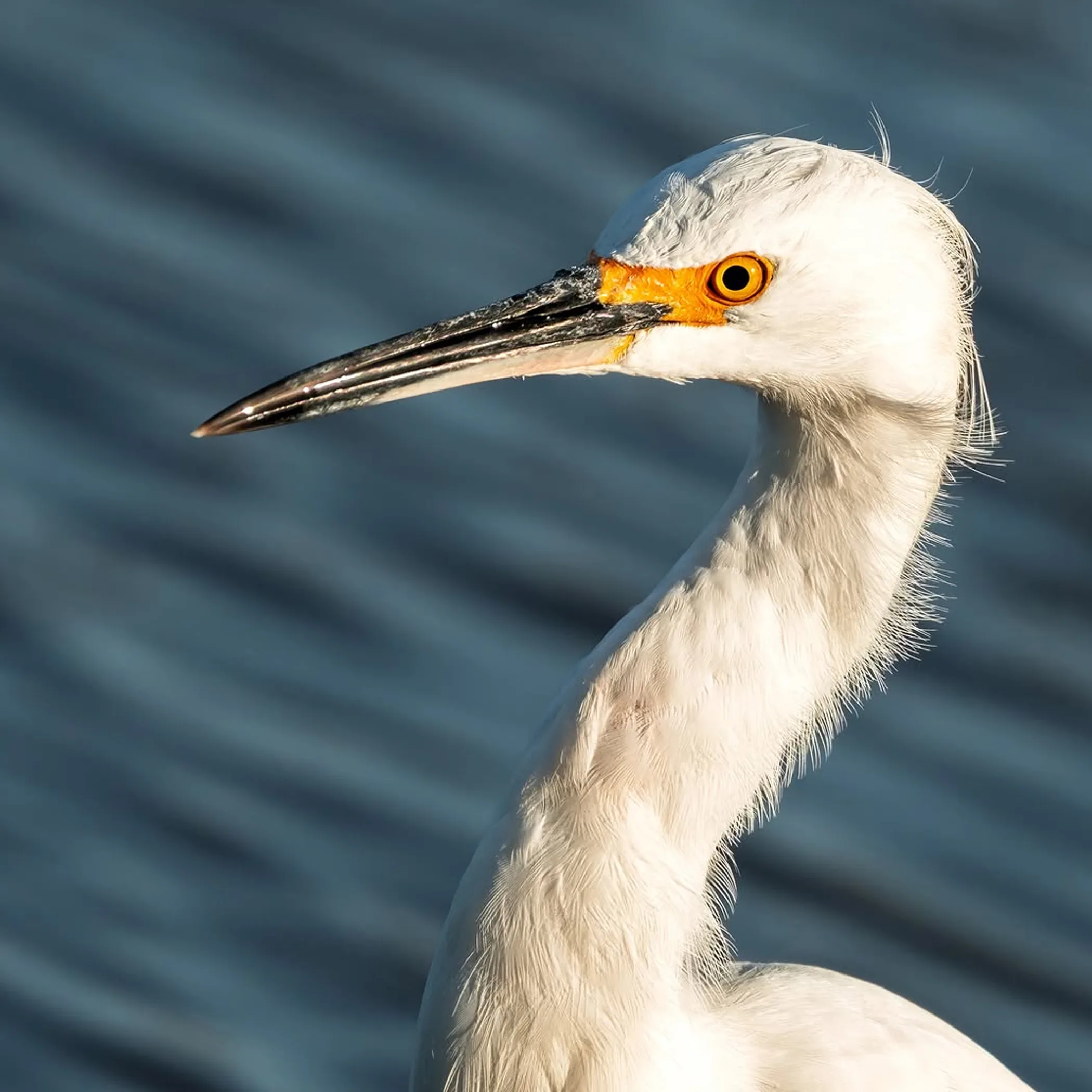 clear photograph of coastal wildlife