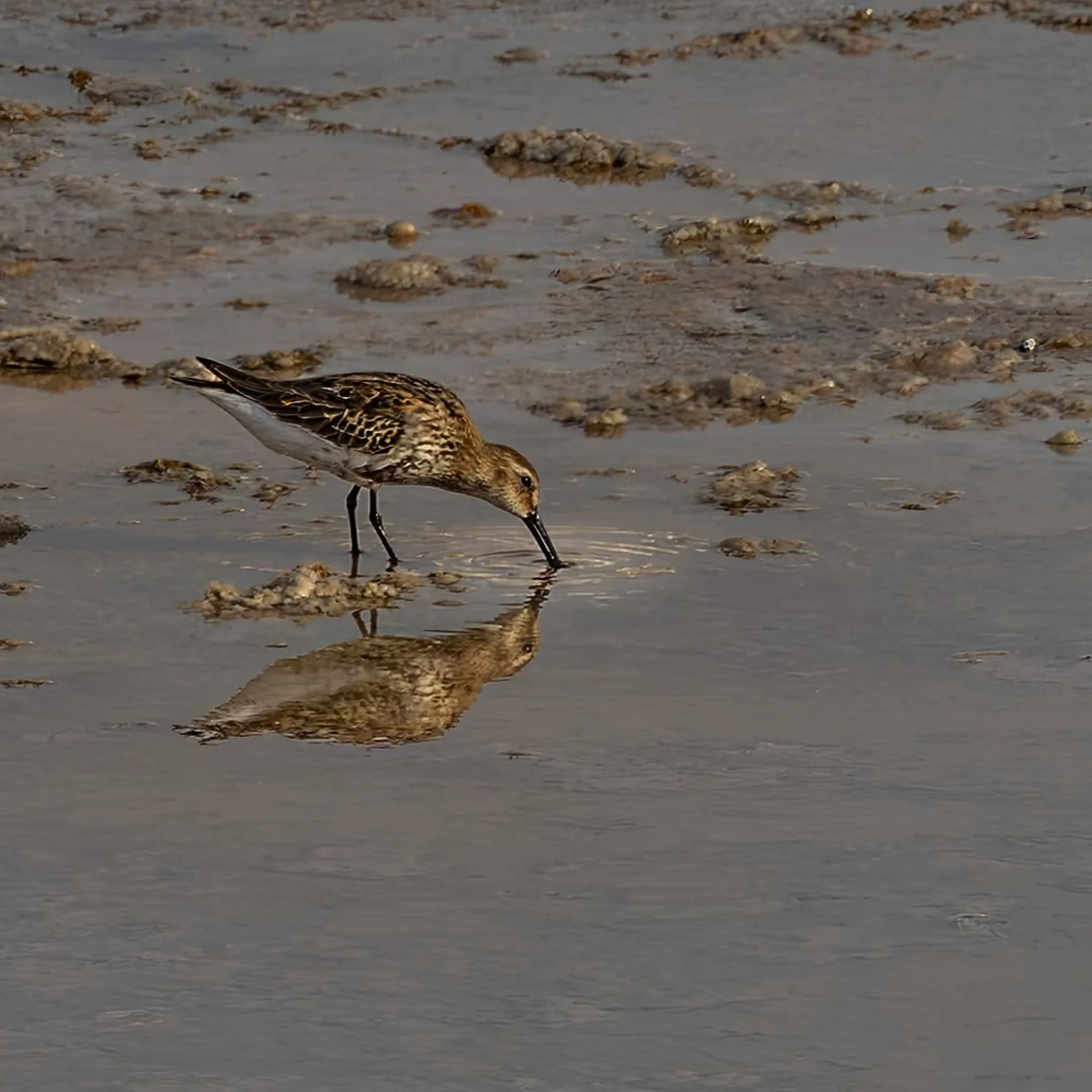 shorebird in a coastal setting