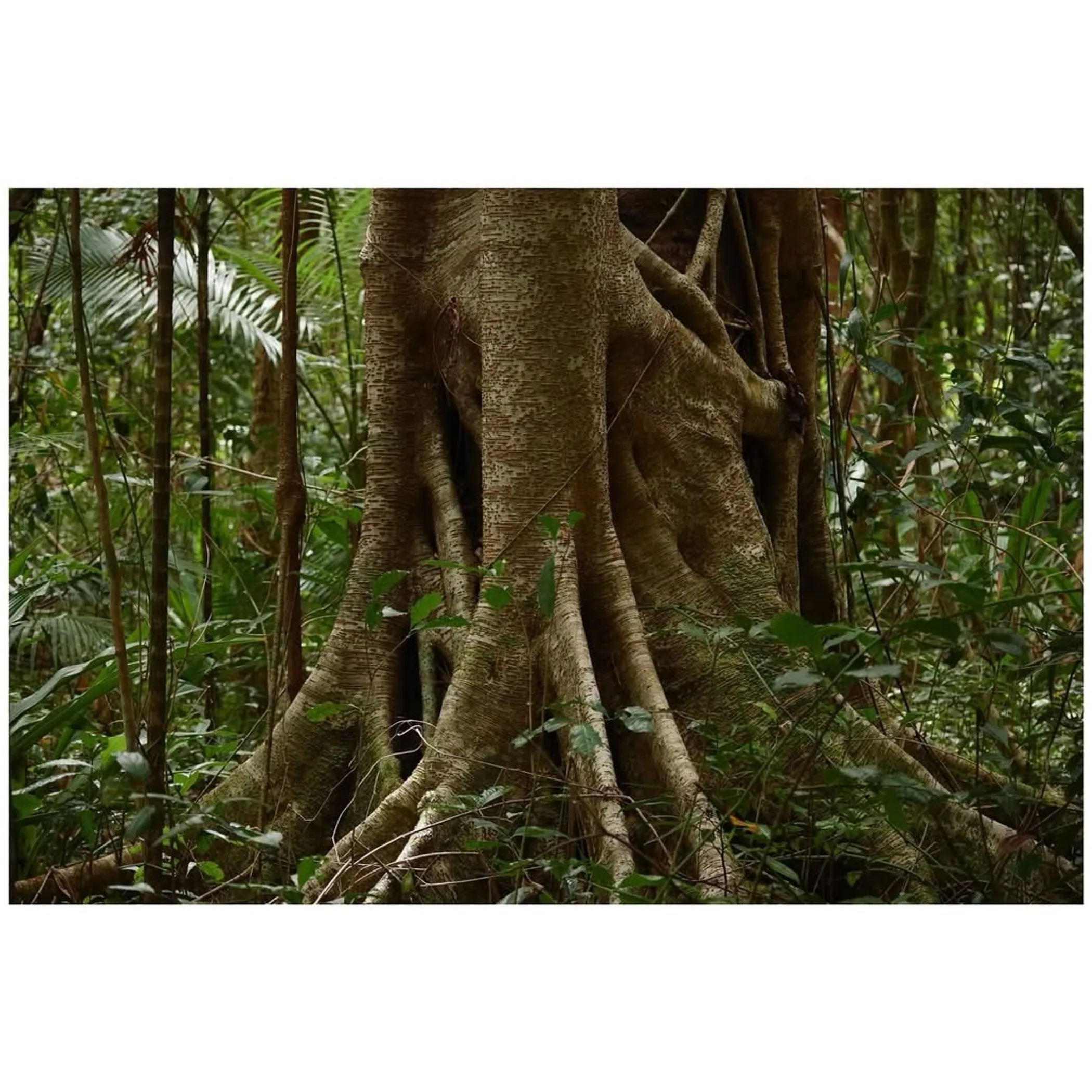 daintree rainforest environment