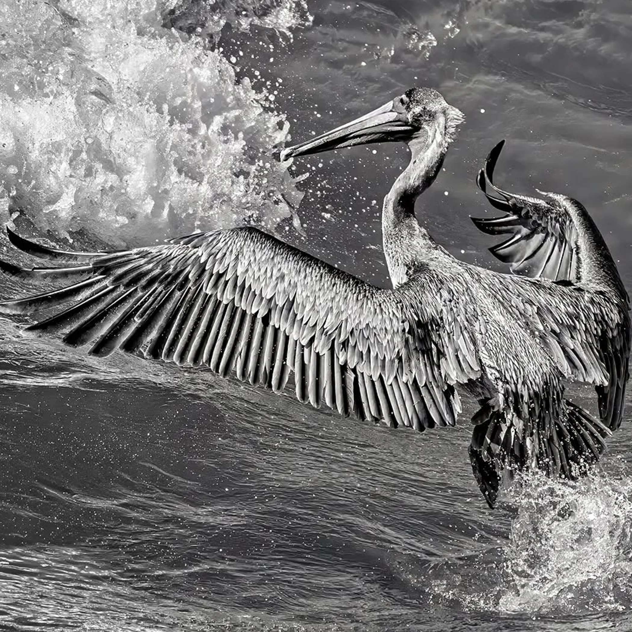 sharp clean wildlife photograph