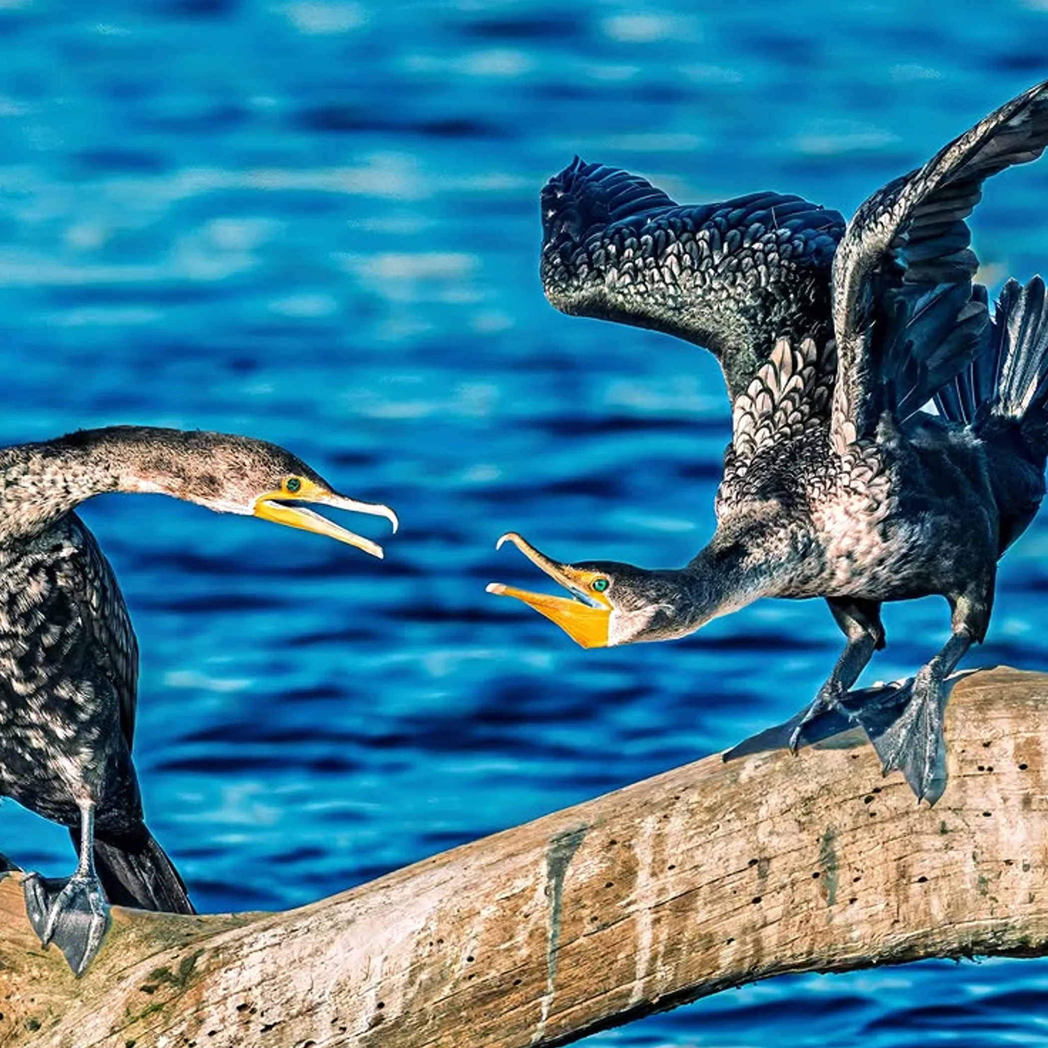 marine birds beside vivid ocean water