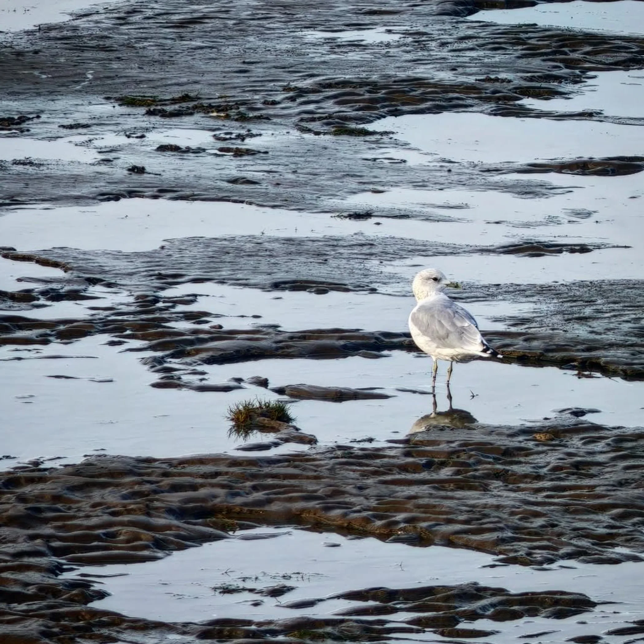 coastal wildlife photograph